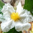 10 Camellia Gigantocarpa Seeds Fresh Garden