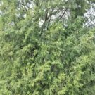 20 Chang'S Cypress Seeds Cupressus Chengiana Var Jiangensis Fresh Garden