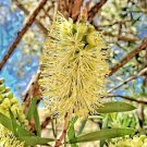 15 Lemon Bottlebrush Seeds Callistemon Pallidus Fresh Garden