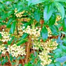 10 White Coral Berry Seeds Ardisia Crenata 'Alba' Fresh Garden