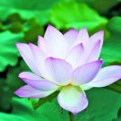 5 Blue Enchantress Lotus Seeds Nelumbo Nucifera Fresh Garden