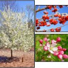 15+ Sugar Tyme Crab Apple Seeds Malus ' Sugar Tyme " Fresh Garden