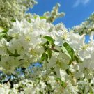 15+ Sutyzam Crab Apple Seeds Malus 'Sutyzam' Fresh Garden