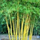 10 Yellow Bamboo Seeds Bambusa Vulgaris Fresh Garden