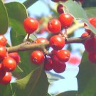 20 Cottage Queen English Hollyseeds Ilex Aquifolium Fresh Garden