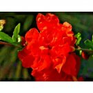 15 Gosai Ryu Pomegranate Seeds Punica Granatum 'Gosai Ryu' Fresh Garden