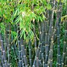 10 Purple Timor Bamboo Seeds Bambusa Lako Fresh Garden