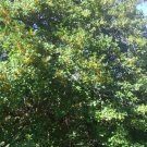 20 Gaylean Gold American Holly Seeds Ilex Opaca ' Gaylean Gold ' Fresh Garden