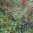 20 Andorra American Holly Seeds Ilex Opaca " Andorra " Fresh Garden