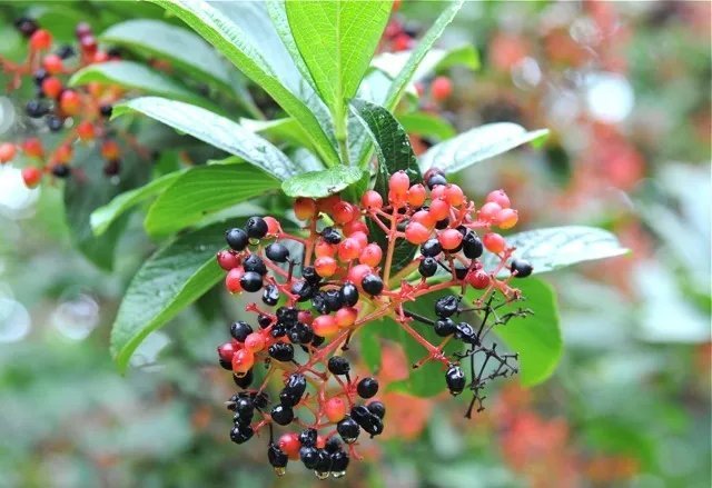 20 Siebold Viburnum Seeds Viburnum Sieboldii Fresh Garden