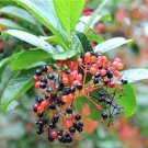 20 Siebold Viburnum Seeds Viburnum Sieboldii Fresh Garden