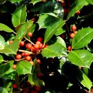 20 Satyr Hill American Holly Seeds Ilex Opaca 'Satyr Hill' Fresh Garden