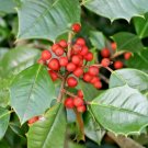 20 Elfin American Holly Seeds Ilex Opaca Elfin Fresh Garden