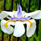 25 Fairy Iris Seeds Dietes Grandiflora Fresh Garden