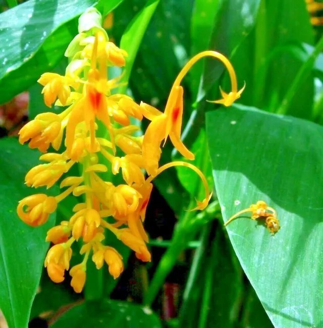 10 Yellow Dancing Ladies Ginger Seeds / Bulbets Globba Schomburgkii Fresh Garden
