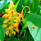 10 Yellow Dancing Ladies Ginger Seeds / Bulbets Globba Schomburgkii Fresh Garden