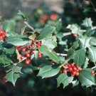20 Reeve West America Holly Seeds Ilex Opaca " Reeve West " Fresh Garden