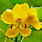 15 Argentine Senna Seeds Senna Corymbosa Fresh Garden