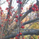 20 Simpson Decidua Holly Seeds Ilex Decidua " Simpson " Fresh Garden