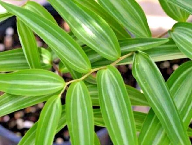 15 Silver Striped Solomons Seal Seeds Polygonatum Falcatum 'Silver Lining' Fresh Garden