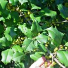 20 Corpening American Holly Seeds Ilex Opaca Corpening # 2 Fresh Garden
