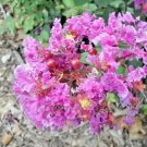 25 Velmas Royal Delight Crepe Myrtle Seeds Lagerstroemia Indica 'Velmas Royal Fresh Garden
