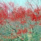 20 Harvest Red Holly Seeds Ilex 'Harvest Red' Fresh Garden