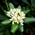 20 Japanese Pittosporum Seeds Pittosporum Tobira Fresh Garden
