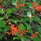 20 Griscom American Holly Seeds Ilex Opaca " Griscom " Fresh Garden