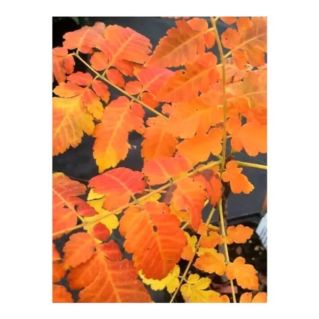 10 Dwarf Golden Rain Tree Seeds Koelreuteria Paniculata Nana 'Beachmaster' Fresh Garden