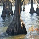 15 Bald Cypress Seeds Taxodium Distichum Fresh Garden