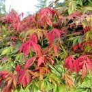 20 Kurabeyama Japanese Maple Seeds Acer Palmatum 'Kurabe Yama' Fresh Garden