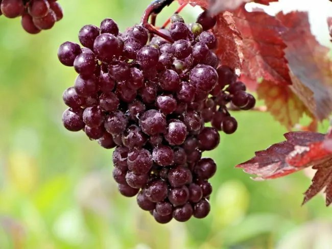 10 Purple Leaf Grape Seeds Vitis Vinifera 'Purpurea' Fresh Garden