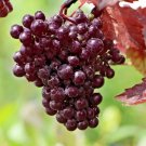 10 Purple Leaf Grape Seeds Vitis Vinifera 'Purpurea' Fresh Garden