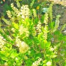 30 White Dove Sweet Pepperbush Seeds Clethra Alnifolia 'White Dove ' Fresh Garden