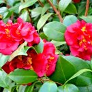 10 Longwood Centennial Camellia Seeds Camellia Japonica 'Longwood Centennial' Fresh Garden