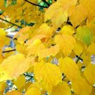 15 Grosser'S Maple Seeds Acer Davidii Subsp Grosseri Fresh Garden