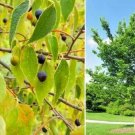 15 Western Hackberry Seeds Celtis Occidentalis Fresh Garden