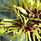 10 Limelight Witch Hazel Seeds Hamamelis × Intermedia " Limelight " Fresh Garden