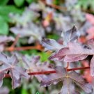 20 Royal Ruby Hedge Maple Seeds Acer Campestre 'Royal Ruby' Fresh Garden