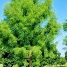 15 Debonair Pond Cypress Seeds Taxodium Ascendens 'Morris' Debonair Fresh Garden