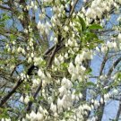 10 Big Flowered Silverbell Seeds Halesia Diptera Var Magniflora Fresh Garden