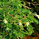 20 Albospica Canadian Hemlock Seeds Tsuga Canadensis Albospica Fresh Garden