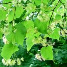 20 Korean Linden Seeds Tilia Insularis Fresh Garden
