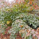 20 Butterfly Maple Seeds Acer Tschonoskii Koreanum Fresh Garden