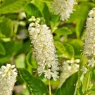 30 Hummingbird Sweet Pepperbush Seeds Clethra Alnifolia 'Hummingbird' Fresh Garden