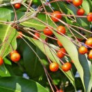 20 Longstalk Holly Seeds Ilex Pedunculosa Fresh Garden
