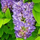 5 Longwood Purple Wisteria Seeds Wisteria Frutescens ‘Longwood Purple’ Fresh Garden