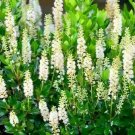 30 Sixteen Candles Sweet Pepperbush Seeds Clethra Alnifolia 'Sixteen Candles Fresh Garden