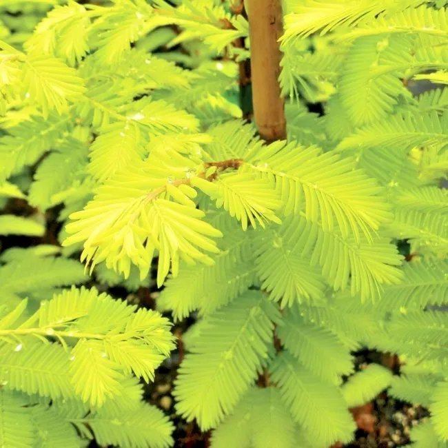 20 Gold Rush Dawn Redwood Seeds Metasequoia Glyptostroboides 'Ogon ...